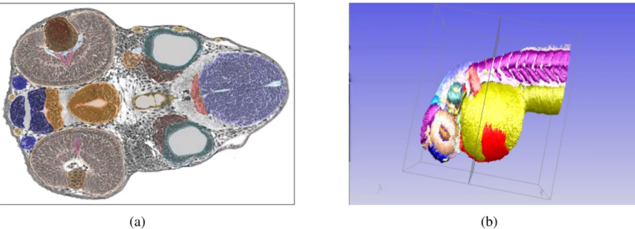 Figure 2: A 48 hpf zebrafish embryo from the 3D atlas. (Left) 2D section where each anatomical structure is annotated semantically with an anatomical term from the DAOZ and graphically by a contour