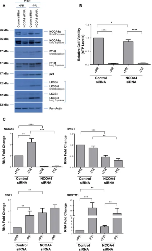 Figure 4: Cellular responses to NCOA4 knockdown is altered in response to factors present in FBS