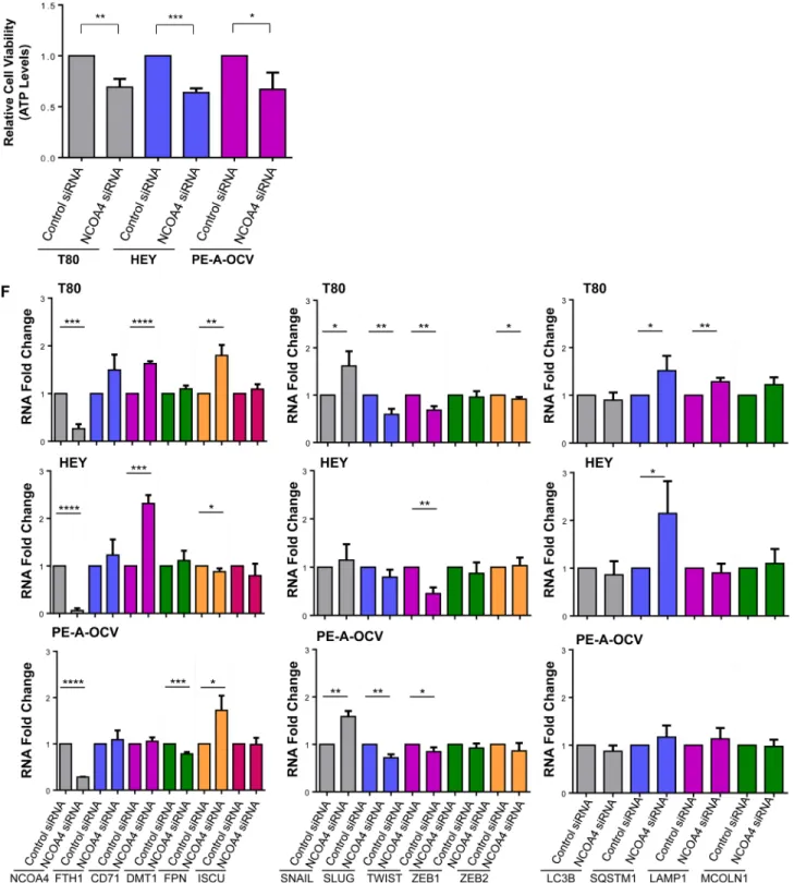Figure 3: NCOA4 knockdown reduces cellular viability in T80, HEY, and PE-A-OCV cells. Transcript levels for (A) genes  in the iron pathway including (B) NCOA4α and NCOA4β were assessed via real-time PCR using RNA extracted from the second batch of  PE-B-CV