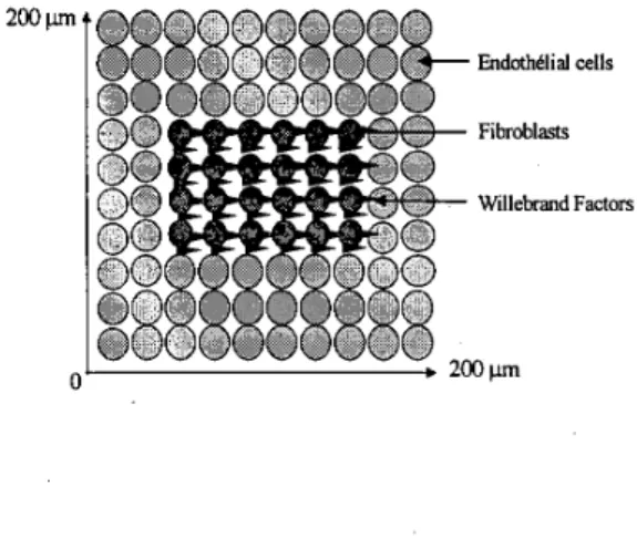 Figure 2:  2D projection of the vessel wall  constitution 