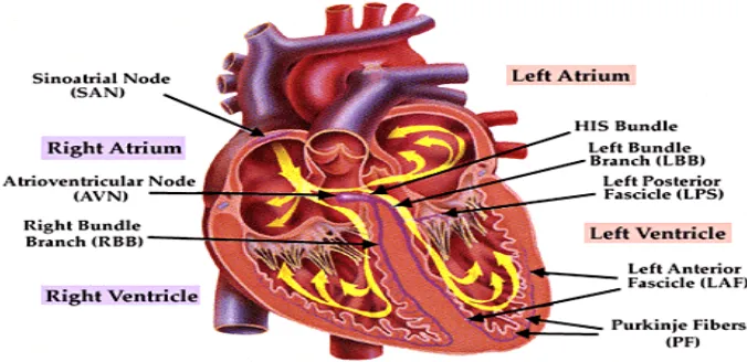 Fig 1: Distribution of specialized conductive tissues in the atria and the ventricles  