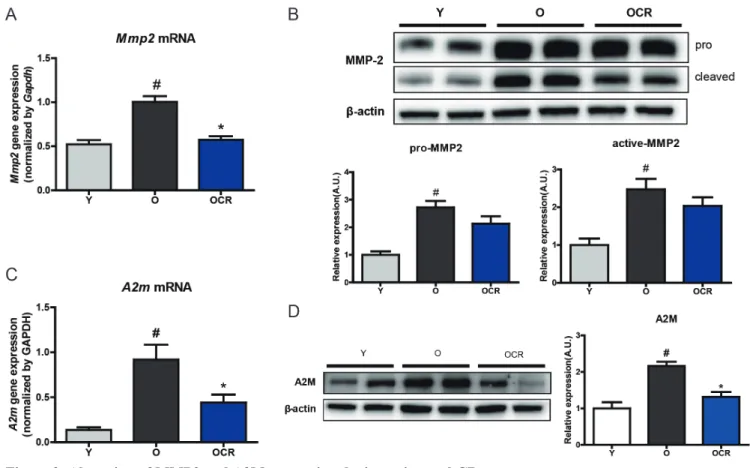Figure 2: Alteration of MMP2 and A2M expression during aging and CR.  (A) Gene expression on MMP2 was detected by  qPCR