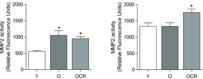 Figure 4: Effects of aging and CR on MMP2 activity.  (A) MMP2 activity was measured under reducing condition (5% SDS) in  young, aged, and CR kidneys using fluorescent dye