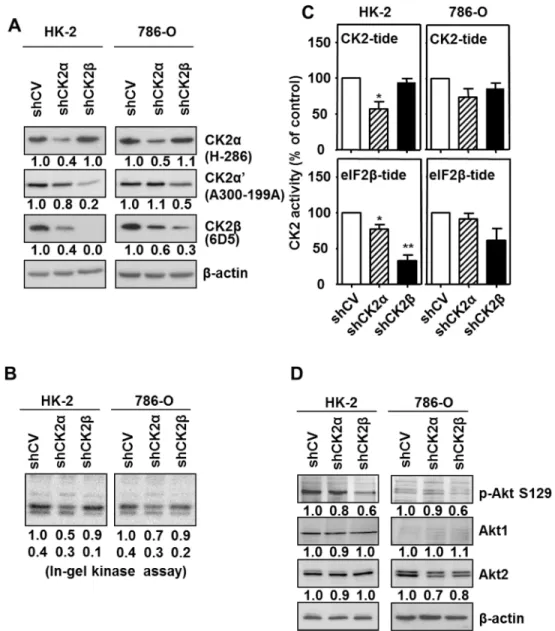 Figure 3: Effects of CK2α or CK2β-downregulation on CK2 subunits levels and CK2 activity in HK-2 and 786-O cell  lines