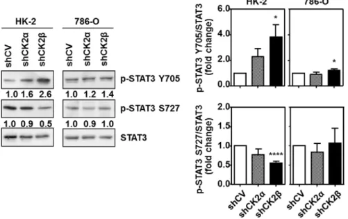 Figure  5:  Effects  of  CK2α  or  CK2β-downregulation  on  STAT3  phosphorylation  in  HK-2  and  786-O  cells