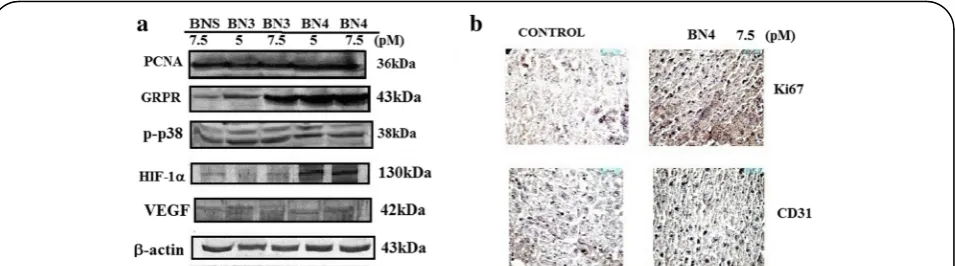 Fig. 8 Western blot analyses of different protein expression such as PCNA, GRPR, p-p38, HIF-1α, p-53 in MDA-MB-231 cells treated with BNS, BN3,and BN4 at the indicated concentration