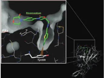 Figure 1. Role of factor Xa in the coagulation cascade. Tissue factor/factor VIIa activates factor X and factor IX