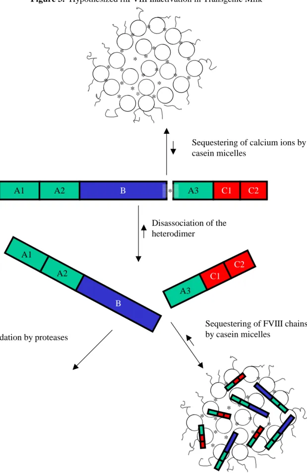 Figure 3.  Hypothesized rhFVIII Inactivation in Transgenic Milk  A1  A2  B  *  A3  C1  C2  A1  A2  B  A3  C1  C2 * * * * * * * * * * * * * * *  * * * * * * * *  *  *  *  *  *  *  *  * * * * * * * *  * * * * * * * * 