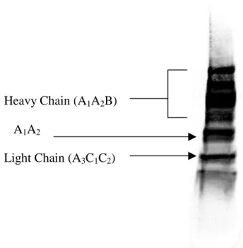 Figure 1a.  Western Analysis of FVIII Chains Obtained Human Plasma  -203 kD  -48.7 kD -83 kD -116 kD Heavy Chain (A1A2B) Light Chain (A3C1C2) A1A2MW 