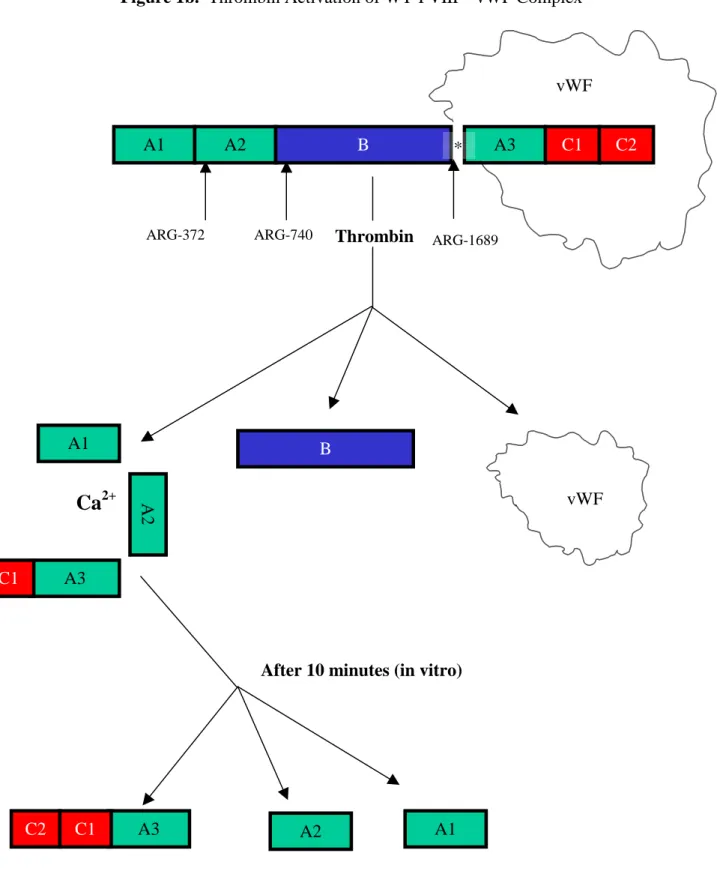 Figure 1b.  Thrombin Activation of WT-FVIII – vWF Complex  viii A1  A2  B  A3  C1  C2  Thrombin  B  A3 C2 C1  A2  A1 