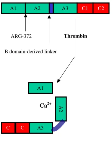 Figure 2.  Inactivation Resistant Factor VIII (IR8) in CHO Cell Culture  viii A1  A2  A3  C1  C2  Thrombin  ARG-372  B domain-derived linker A1  A3 CC Ca 2+