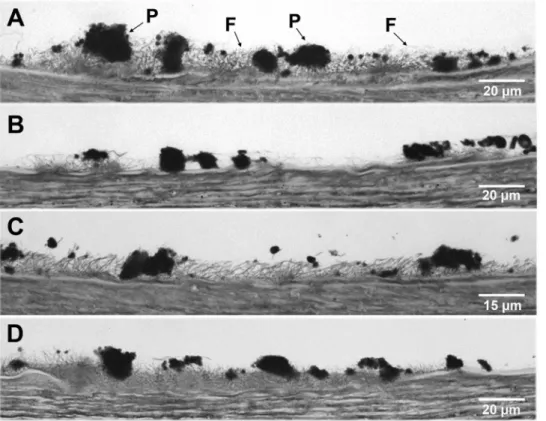 Figure 3. Effect of apixaban on platelet and fibrin interactions with damaged vessels exposed to flowing blood