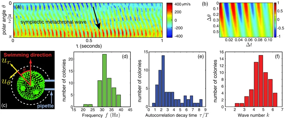 FIG. 1 (color online).Metachronal waves of(b) Correlation function Volvox. (a) Radial component urð�; tÞ of the ﬂow, measured at r� ¼ 1:3R