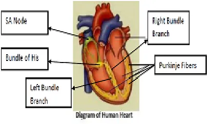 Figure 2. Conduction system structure 