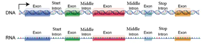 Fig. 1: Classification of Introns 