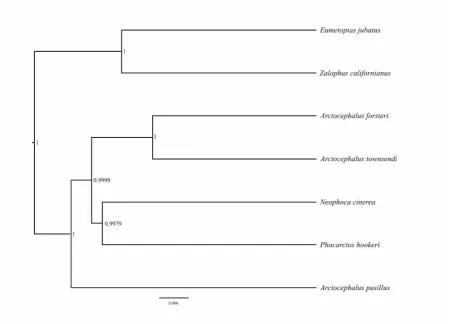 Figure 3-4 A Bayesian phylogenetic tree reconstructed from complete mitochondrial DNA of seven different species of Otaridae