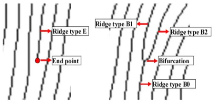 Fig 3. Ridge based co-ordinate system                         Fig 4. Examples of Ridge Types  3.1.1