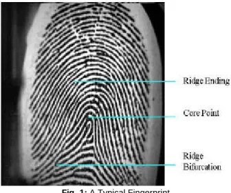 Fig. 1: A Typical Fingerprint 