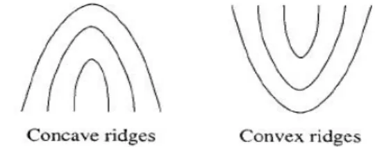 Fig. 3:  Concave and convex ridges in a fingerprint image  when the finger is positioned upright 