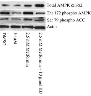 Figure 3.A Western Blot comparing the phosphorylation status of Thr-172 of AMPK and Ser-79 of