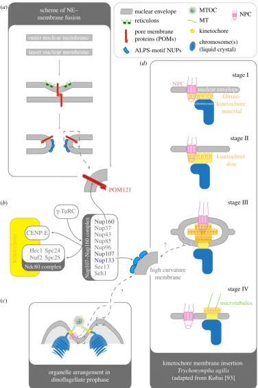 Figure 3. Hypothetical overview of interactions and mechanisms that might mediate the insertion of membrane-bound kinetochores into the nuclear envelope (NE).(a) Summary of the mechanisms that lead to de novo insertion of nuclear pore complexes (and spindl
