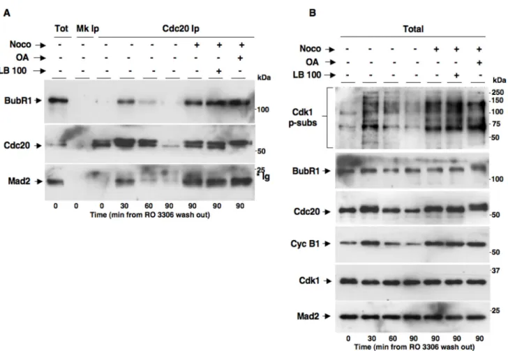 Figure 5: PP2A activity does not affect MCC formation and implementation of SAC-dependent mitotic arrest