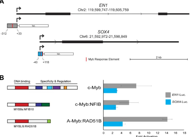 Figure 3: EN1 and SOX4 promoter reporter gene assays. (A) Structure of EN1 and SOX4 promoters and reporter gene vectors