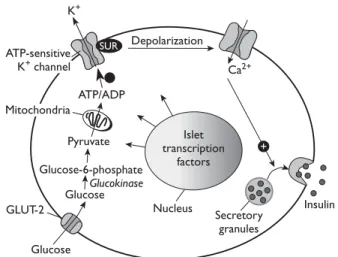 figure 2. Multiphasic insulin release in response to glucose.  A glu­