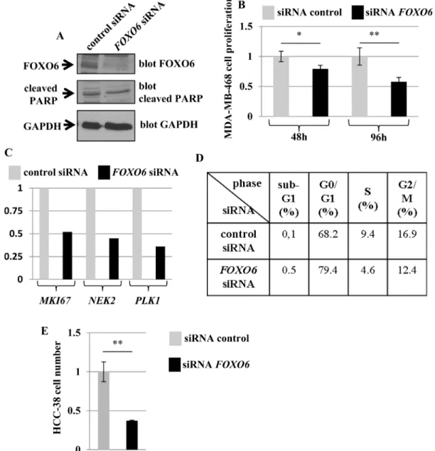 Figure 4:  Effect of a specific FOXO6 siRNA on the growth of the human breast cell lines MDA-MB-468 and HCC-38 (A) Effect of 
