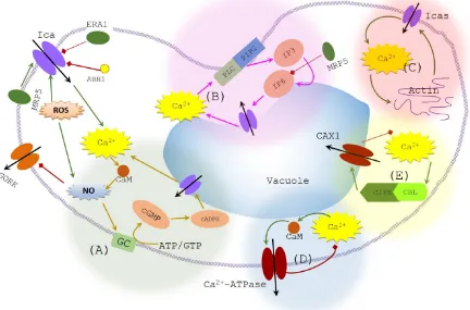 Figure 2.6: Calcium regulatory signalling in guard cells. Shaded areas depict regulatory feedback loops of the system where: (A) positive feedback between Ca(D) negative feedback between Caof the guard cell to maintain clarity (Regular arrows represent pos