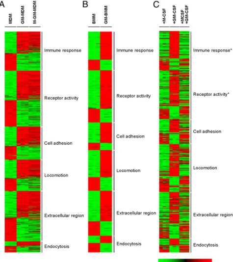 FIGURE 1. GO analysis of differentially ex- ex-pressed genes for M-CSF– and  GM-CSF–differ-entiated human and murine macrophages