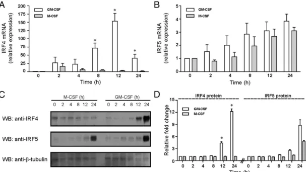 Table I shows that the gene for INHBA, which codes for the inhibin bA subunit of activin A, is one of the most differentially regulated genes between GM-MDM and MDM, with a  fold-change for GM-MDM versus MDM of 112 (Table I)