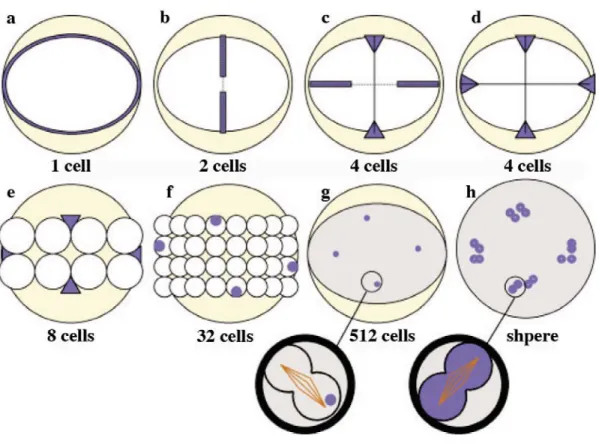 Figure  1.  Segregation  of  maternally  derived  vasa  mRNA  during  early  embryogenesis (see next page) 
