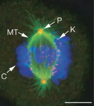 Figure  2.  The  mitotic  apparatus  during  prometaphase 