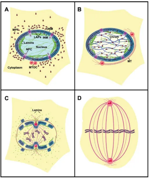 Figure 4. Model of nuclear envelope disassembly during mitosis 