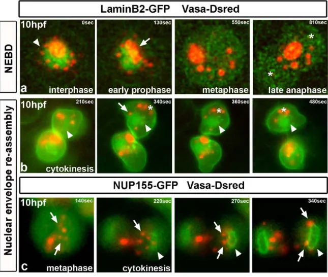 Figure 6.  In vivo perinuclear granule behavior during cell division 