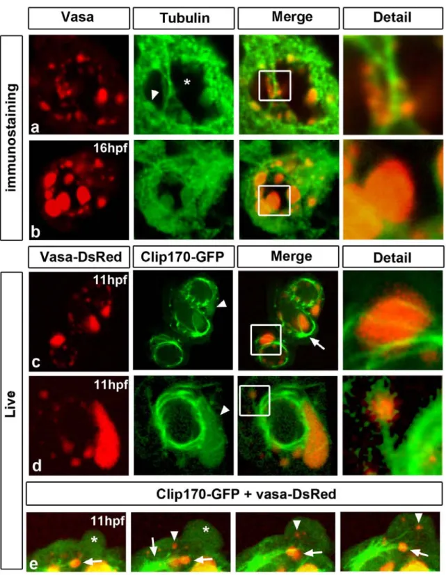 Figure 9. Microtubules colocalize and interact with germinal granules 
