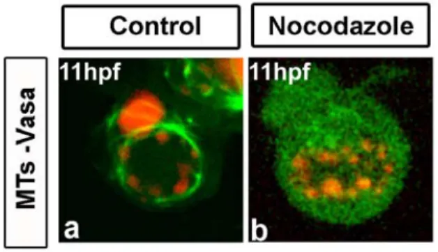Figure  10.  Transient  disruption  of  microtubule  function  does  not  alter  perinuclear  localization  of  granules 