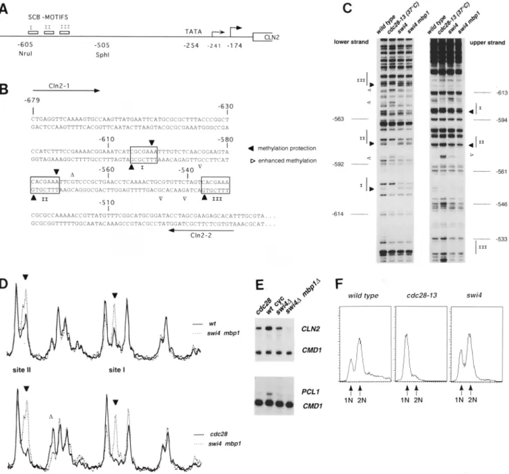 Figure 1.  SBF-binding sites in the  CLN2  promoter.  (A) Location of putative SCB elements; potential TATA box sequences  and mapped  transcription start sites (Ogas et al