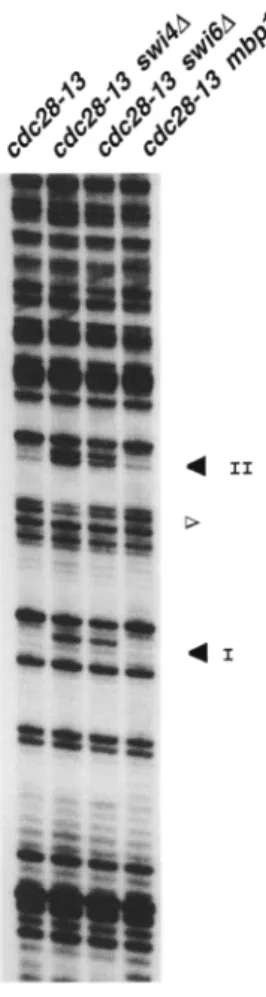 Figure  2.  Methylation  protection  of  SCB  elements  in  the  CLN2  promoter  is  dependent  on  SBF