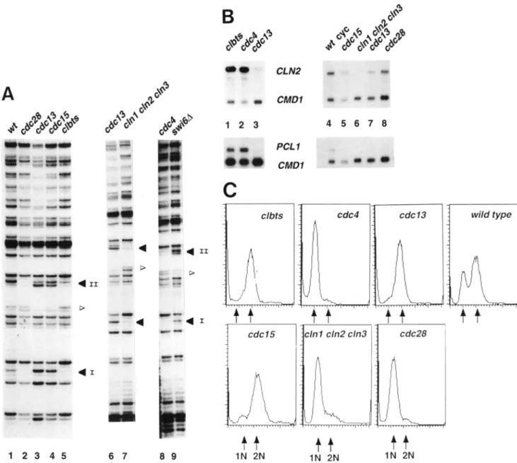 Figure 3.  Binding of SBF to  SCB  elements  is  cell cycle regulated.  (A) Genomic footprinting of lower strand  of the  CLN2  promoter