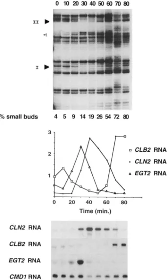 Figure  5.  SBF gains  access  to  SCBs as  cells  exit mitosis  upon  release  from  cdc15 arrest