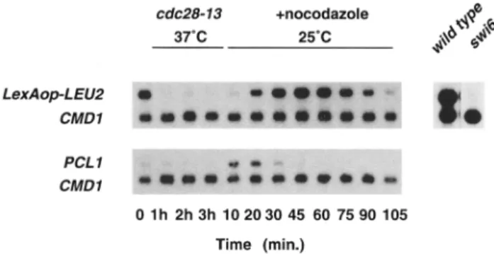 Figure  6.  LexA-Swi4-mediated  gene  expression  is  cdc28 de-  pendent.  Strain K4538 (cdc28-13, LexAop-LEU2), harboring  the  LexA-Swi4 fusion was grown in YEPD medium at 25°C to early  log phase
