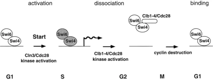 Figure  7.  A model for SBF-mediated gene  expression.  Before Start,  SBF (Swi4/Swi6} is bound to  the promoter, but fails  to  activate  transcription
