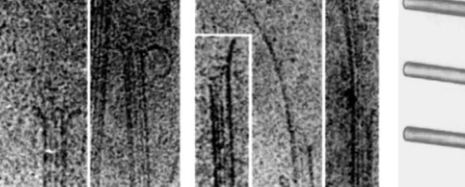 Figure 4 Cryoelectron microscopy of (a) depolymerizing and (b) polymerizing microtubule ends: