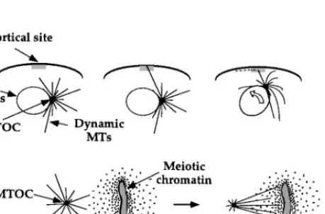 Figure 5 Mechanisms for generating asymmetric microtubule distributions: (a) Search-capture mediated by dynamic instability