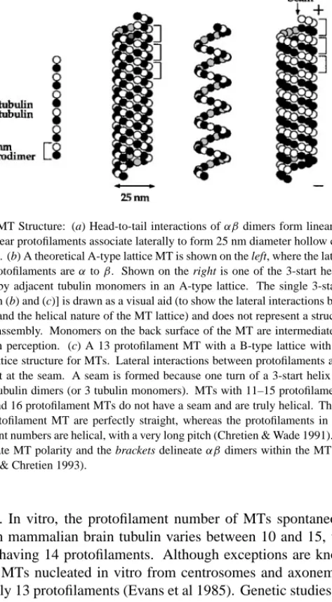 Figure 1 MT Structure: (a) Head-to-tail interactions of αβ dimers form linear protofilaments.