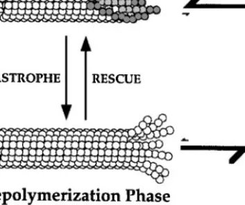 Figure 2 Microtubule dynamic instability: Dynamic instability is characterized by the coexistence of polymerizing and depolymerizing MTs