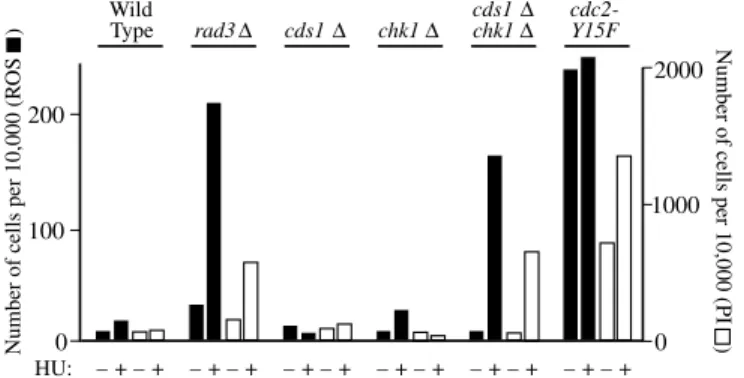 Fig. 8. Stimulation of ROS production and PI staining by HU requires abrogation of both the Cds1p- and Chk1p-dependent checkpoint pathways or dysregulation of Cdc2p