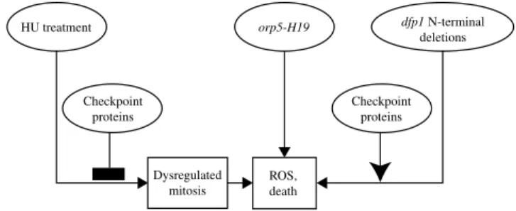 Fig. 9. Checkpoint-inhibited, checkpoint-stimulated and checkpoint- checkpoint-independent pathways leading to production of ROS and cell death in fission yeast